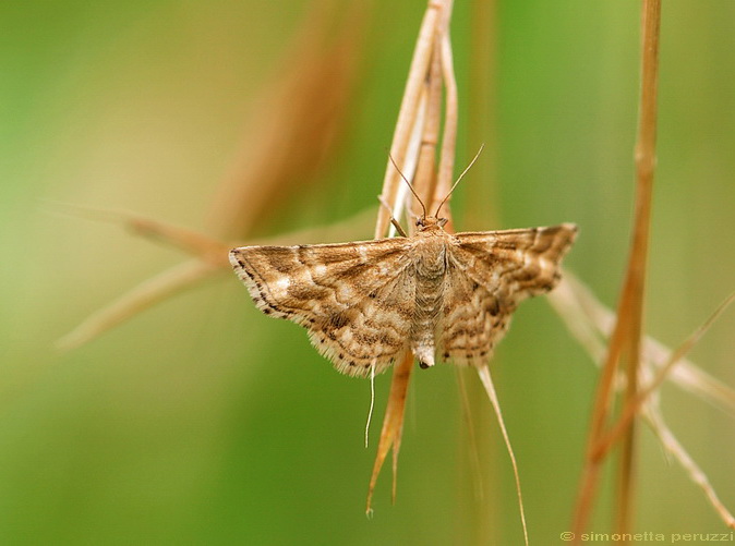 Lepidoptera del Chianti